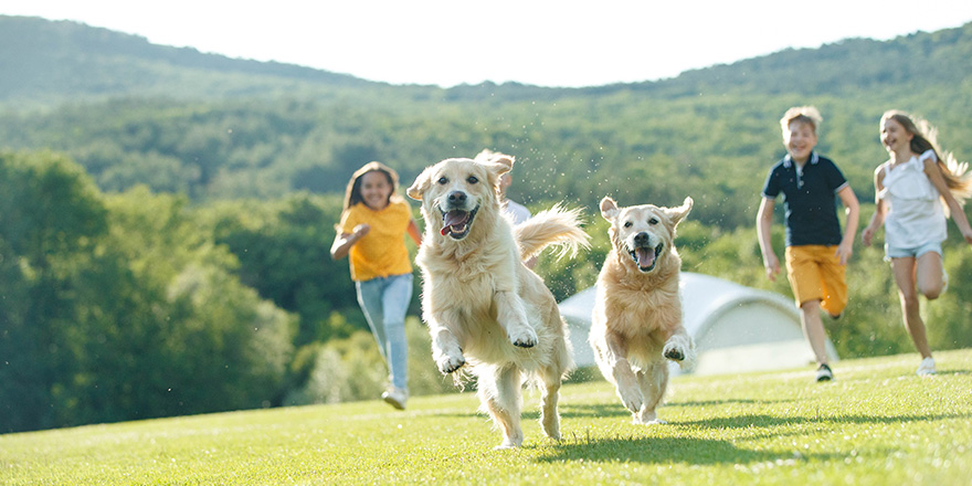 Children playing with a dog in nature.