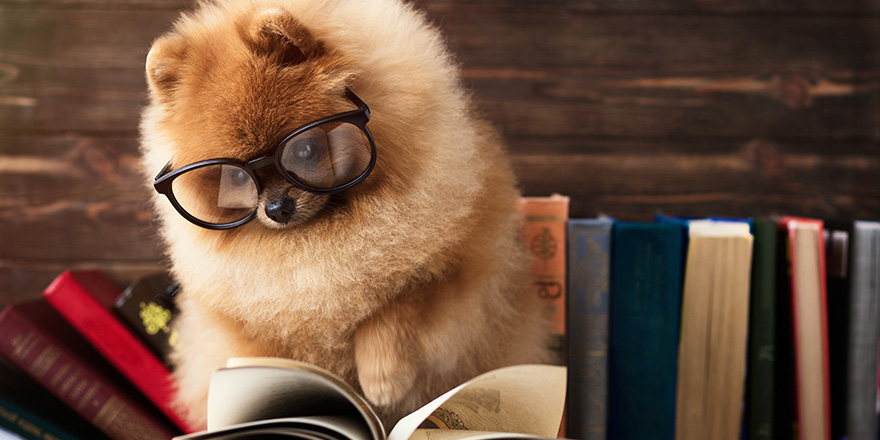 Clever pomeranian dog with a book. 