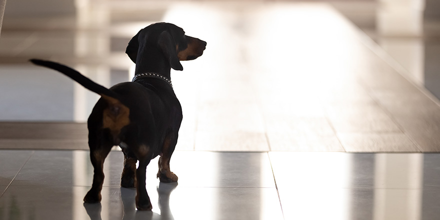 Close up cute pedigree dog, black dachshund with collar standing in hall of modern house alone