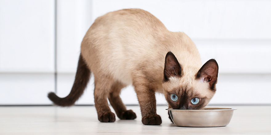 Cute Thai cat eating food from bowl at home