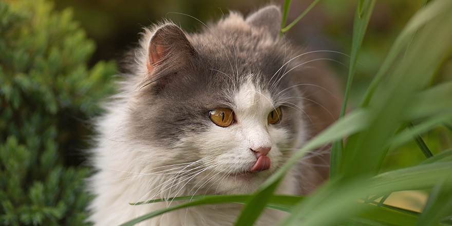 Cute and adorable animals. Funny cat on the grass with tongue out.