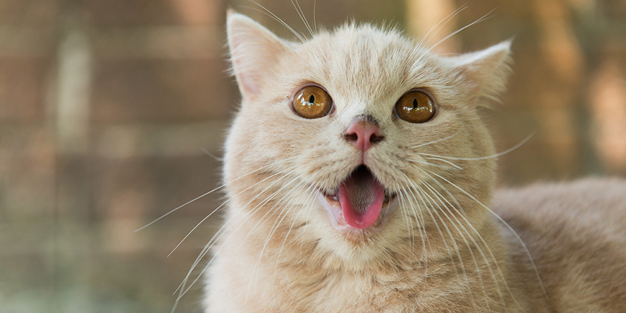 Cute cat stick out his tongue in the garden