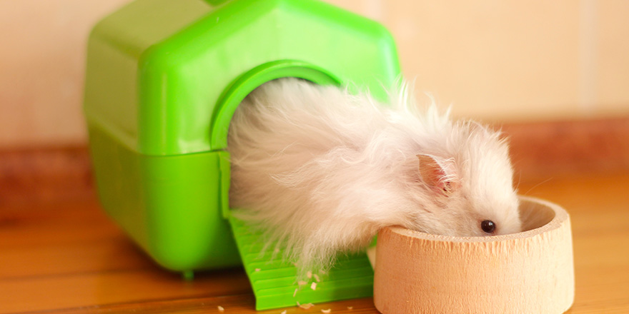 Cute hamster eating. Little house.