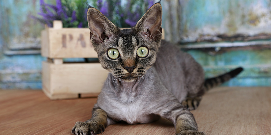 Devon Rex Cat