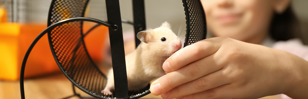 Do-Hamsters-Like-to-be-Held-by-Their-Human-Parents