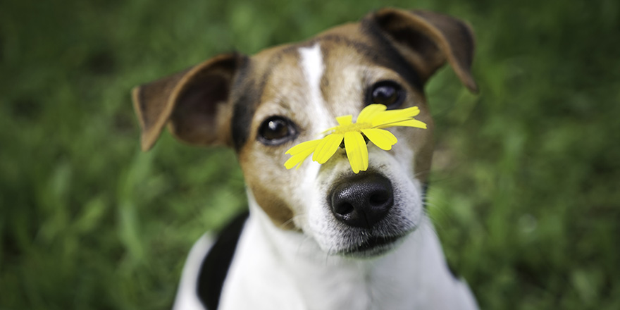 Dog Jack Russell Terrier on green background with yellow flower on the nose. 