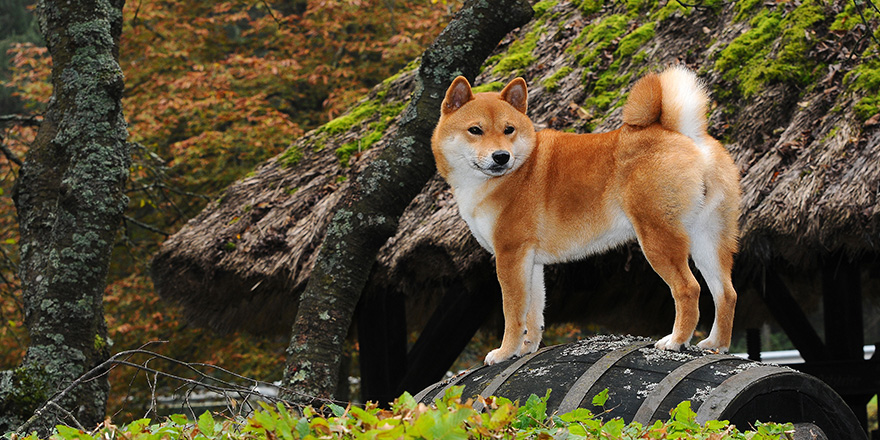 Dog breed red Shiba. 