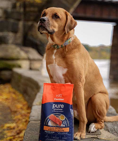 Dog is sitting outdoors with a Canidae Pure dog Food in front of him