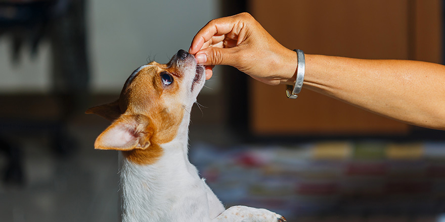 Dogs look at food.