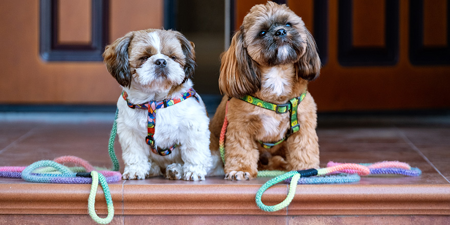 Dogs with leash waiting to go walkies near a door.