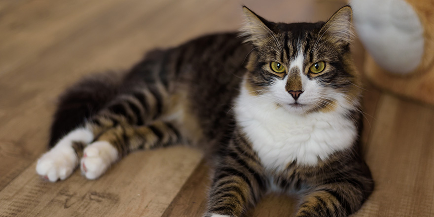 Domestic Long Hair Cat