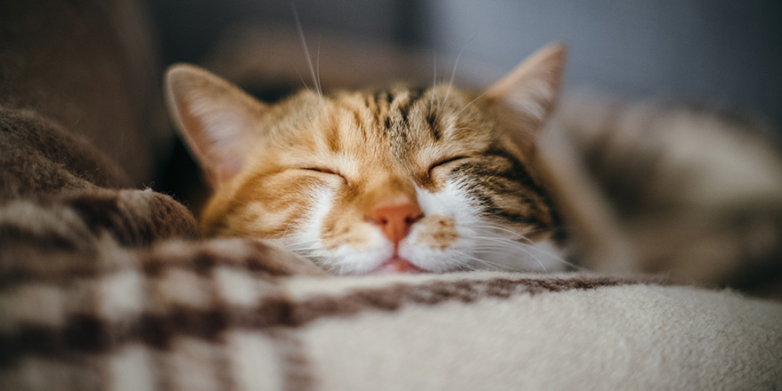 Front view of cute beautiful cat sleeping in her dreams on a classic British patterned quilt