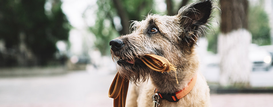 Funny brown puppy on the city street. 