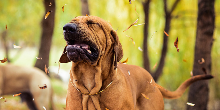 Funny face wrinkled Fila Brasileiro (Brazilian Mastiff) making silly face of distaste, sneezing, seasonal allergy concept