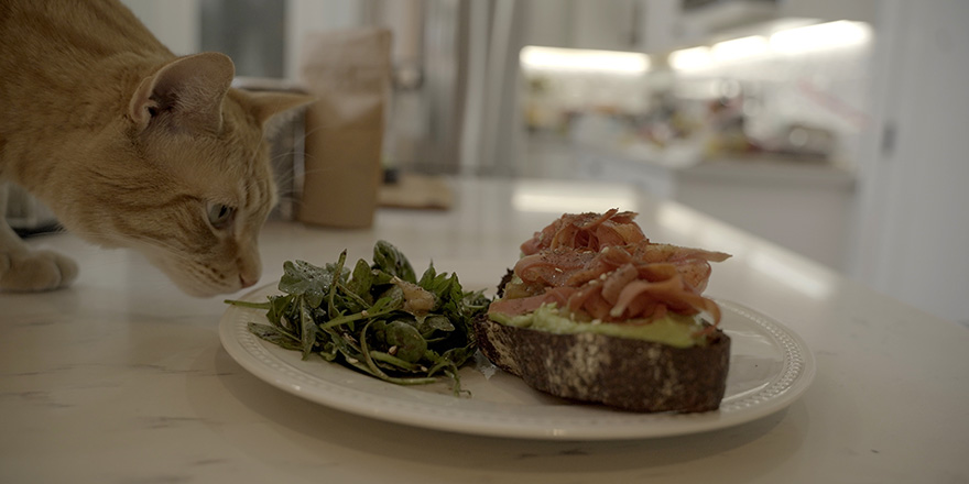 Ginger cat eating avocado toast. Cat eating human food.