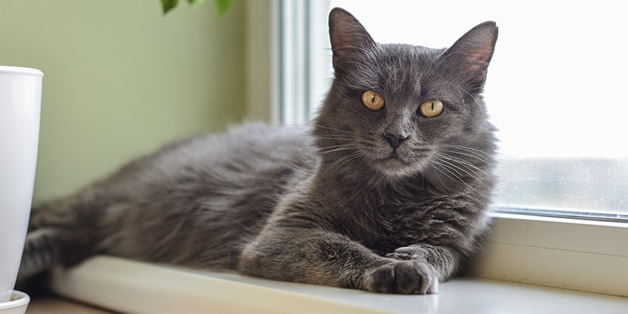 Gray cat Nebelung cat is lying on the windowsill at home. 