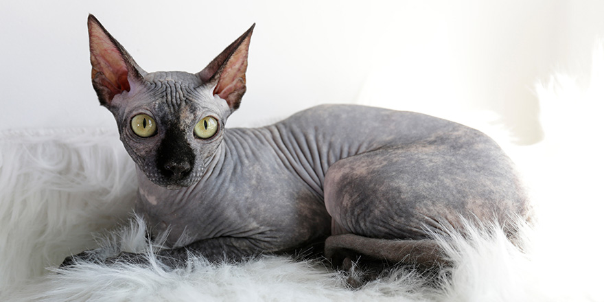 Grey Canadian mink point sphynx cat sitting on a furry blanket. 