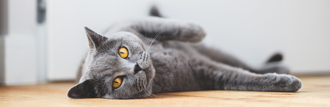 Grey Cat Breeds