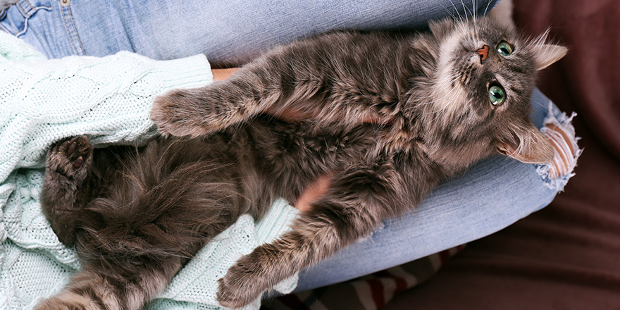 Grey lazy cat sleeping on woman's knees in the room, close up