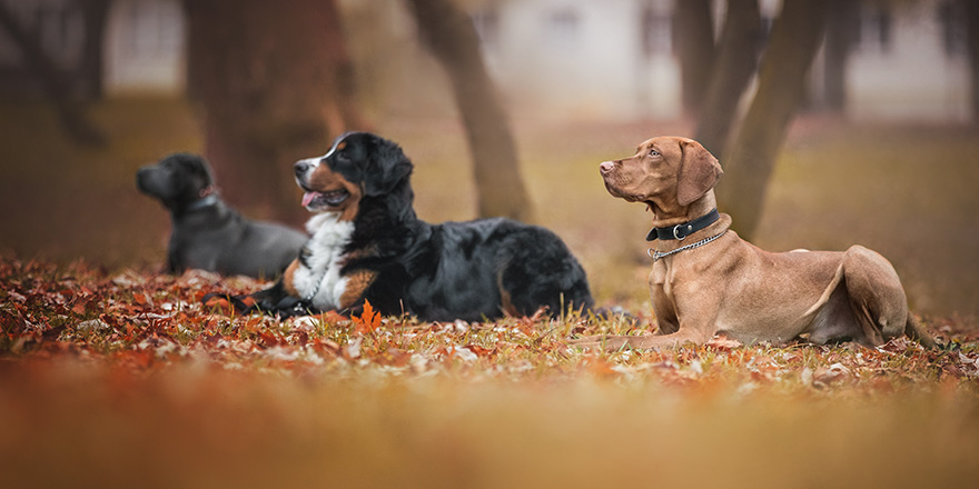 Group of dogs at the training lesson.