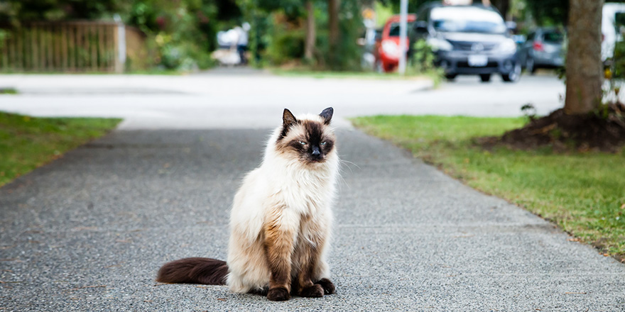 Grumpy and unhappy seal point Balinese (long haired Siamese) pedigreed cat sitting on the sidewalk near a road with grass, trees and cars nearby