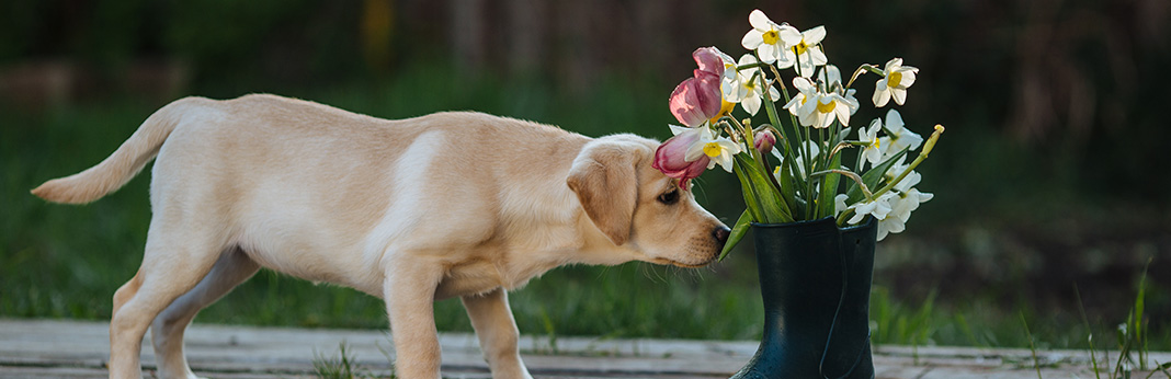 How to Recognize and Ease Seasonal Allergies in Dogs