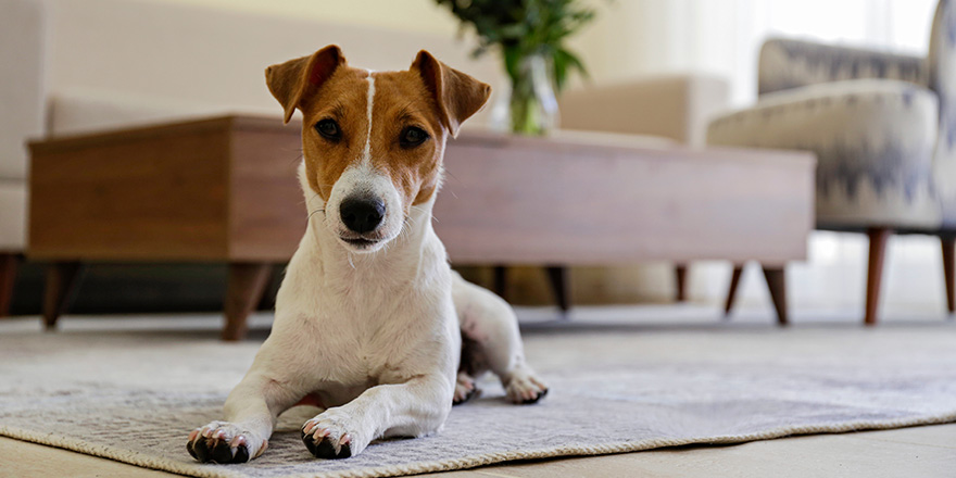 Jack Russell Terrier puppy looking at the camera.