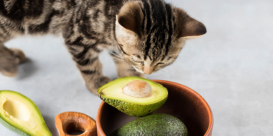 Kitten eat ripe avocado.