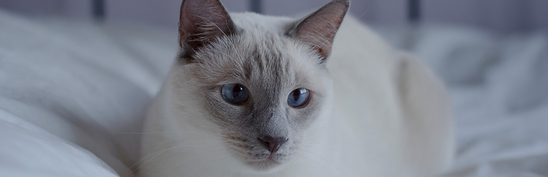 Lilac Point Siamese Cat: Breed Information, Characteristics and Facts