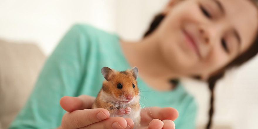 Little girl holding cute hamster at home, focus on hands