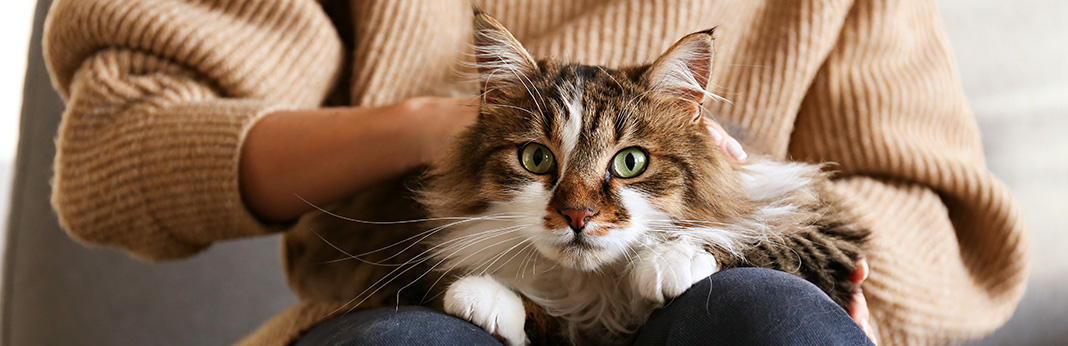 Long-Haired-Cat-Breeds