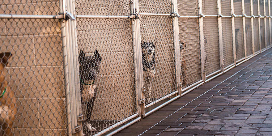 Many Multiple Dogs in Animal Shelter Kennels Cages.