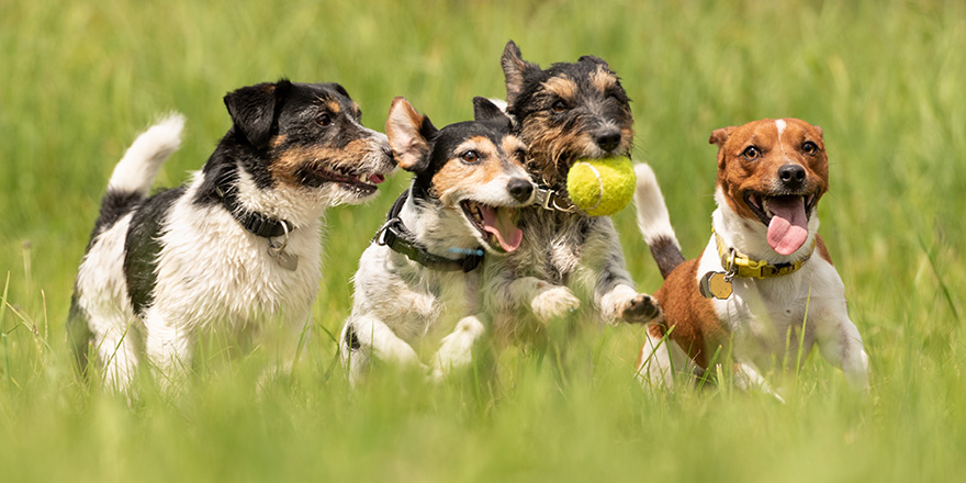 Many dogs run and play with a ball in a meadow - a cute pack of Jack Russell Terriers