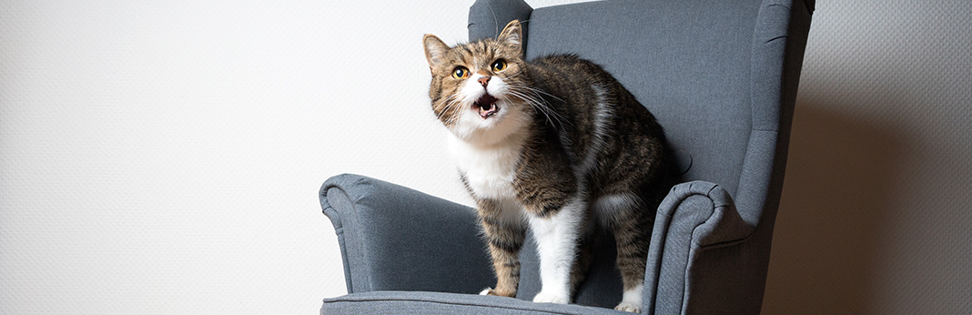 My Cat Can't Meow: 11 Reasons For Feline Voice Loss