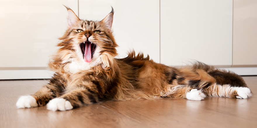 Natural lighting and shadow of blur Maine coon cat sunbathing on wooden floor in bedroom background with copy space.