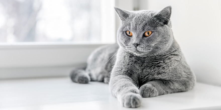 Noble proud cat lying on window sill. The British Shorthair with blue gray fur