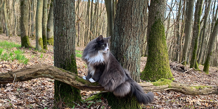 Norwegian Forest Cat in Wilderness