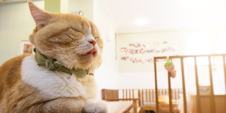 Orange ginger tabby cat laying on wooden table with serious funny face from thailand