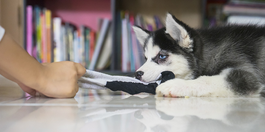 Picture of a funny husky puppy playing with a sock at home