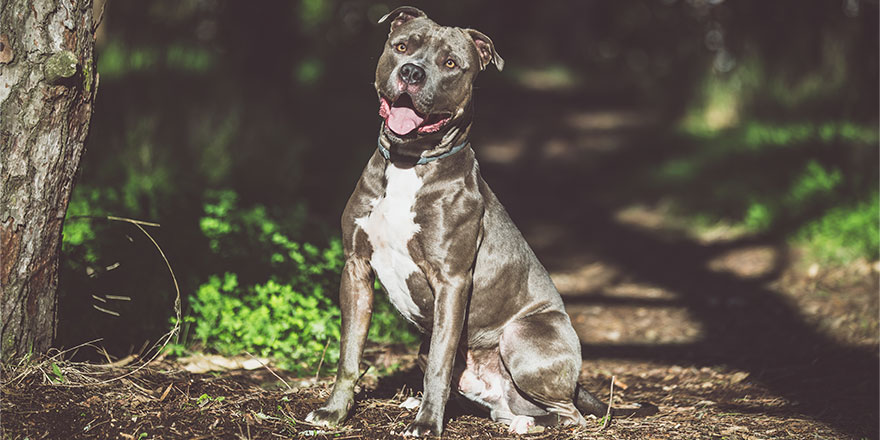 Pit Bull Blue Nose is sitting on a dirt path in the forest. 