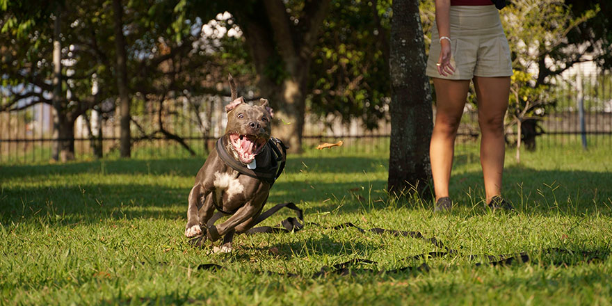 Blue nose pit bull dog is playing in the park with his owner, while wearing a harness. 
