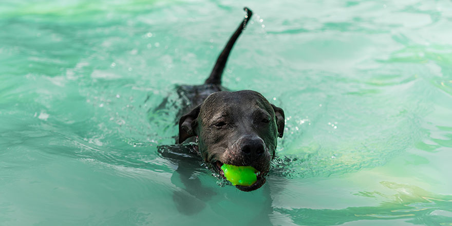 Blue Nose Pit Bull dog swimming in the pool with a tennis ball in her mouth.