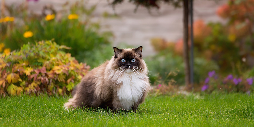 Ragdoll cat in the grass II