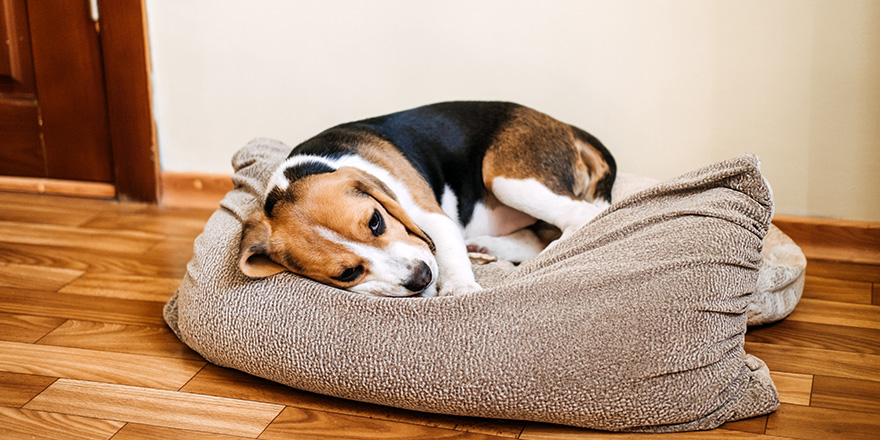 Sad sick beagle at home