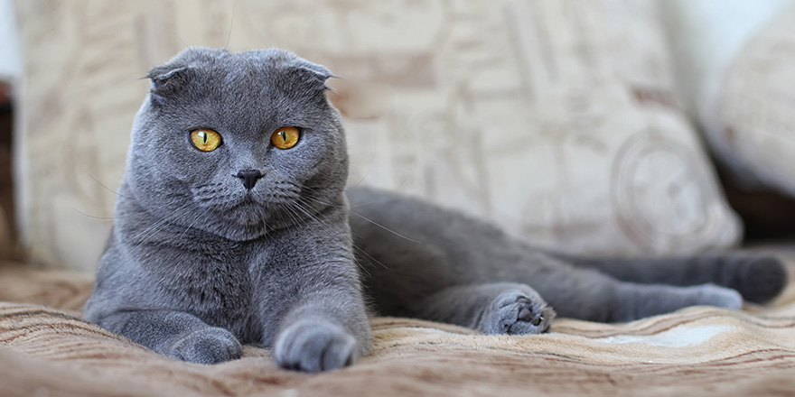 Scottish fold on sofa. British cat.