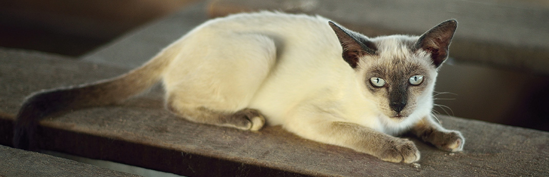 Seal Point Siamese Cat