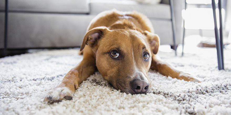 Shepherd mix puppy dog makes funny face lying on shag rug carpet at home