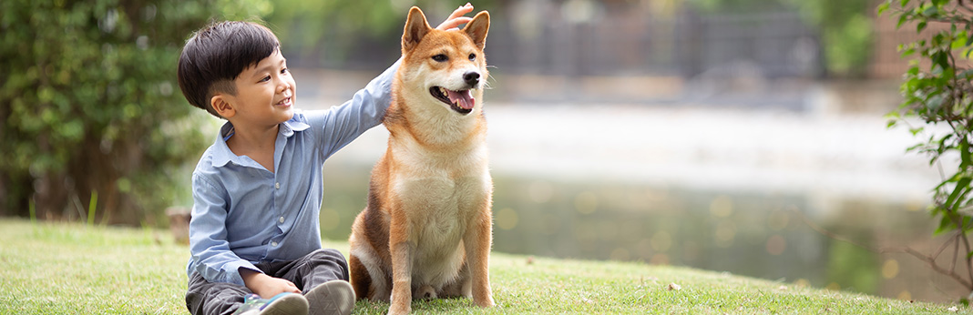 Shiba-Inu-Breed-Information,-Characteristics,-and-Facts