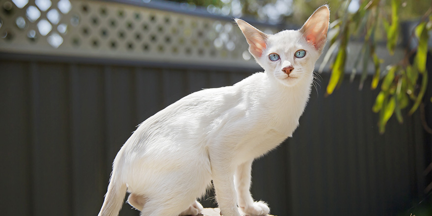 Siamese kitten in the garden