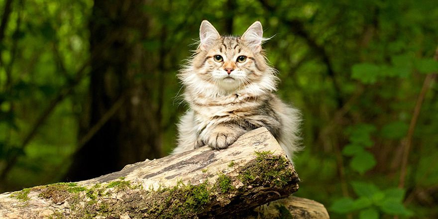 Siberian cat on the tree. Outdoor